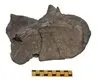 Desna lopatica (fragment)