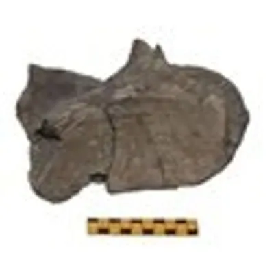 Desna lopatica (fragment)